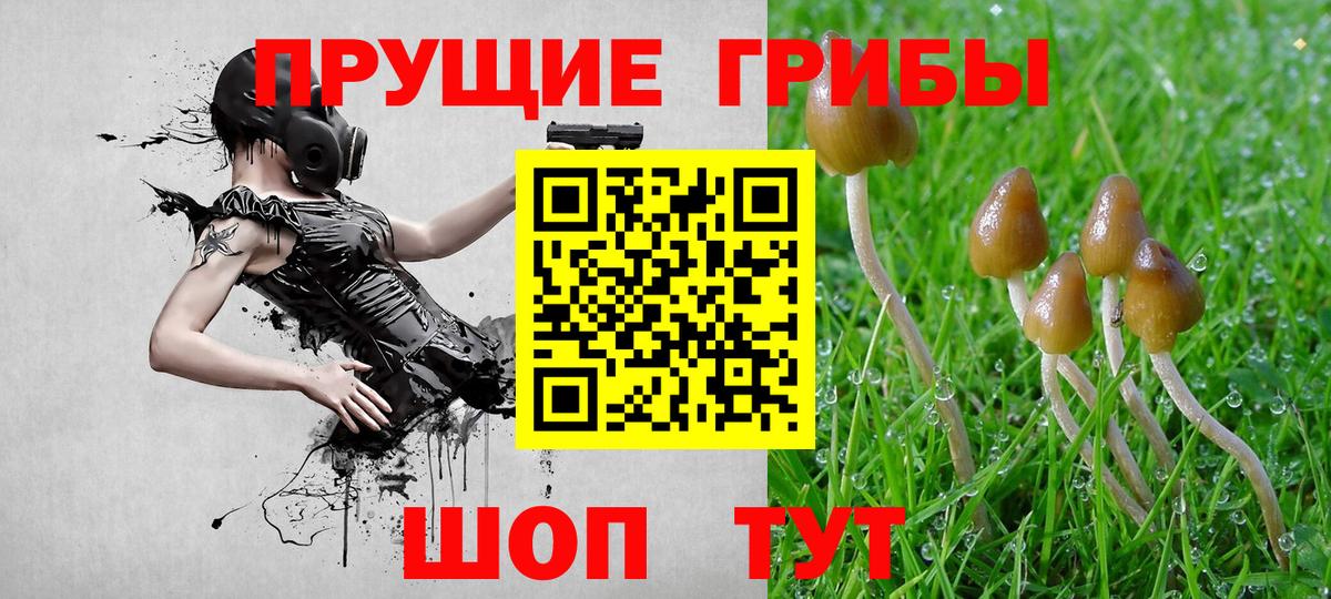 Галлюциногенные грибы Psilocybe Сургут
